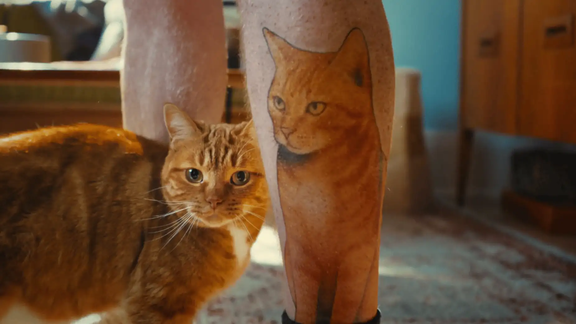 Fresh Step Campaign Honors Crazy Cat People image